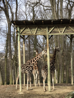 zoo42