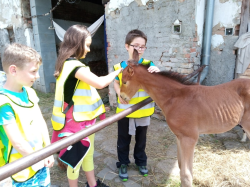 Vycházka za hříbátkem 15.6.2021